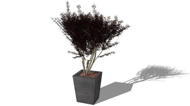 观赏树盆栽植物sketchup模型下载_sketchup草图大师SKP模型