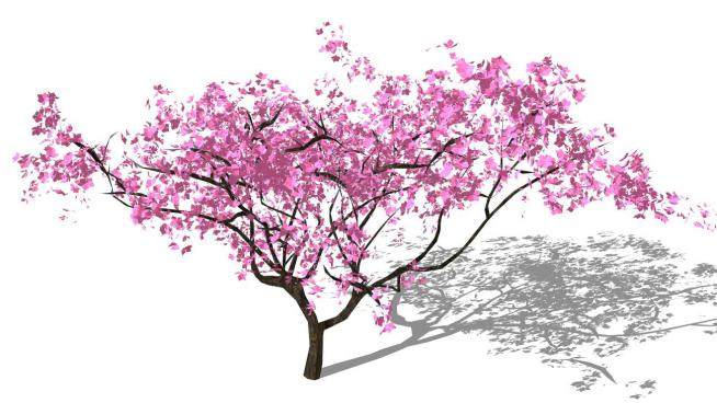 开花的树su模型下载_sketchup草图大师SKP模型