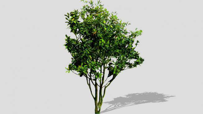 3D小叶子树木树植物SU模型下载_sketchup草图大师SKP模型