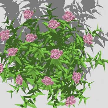 Spireajaponica-dwarfspirea花草草丛SU模型下载_sketchup草图大师SKP模型