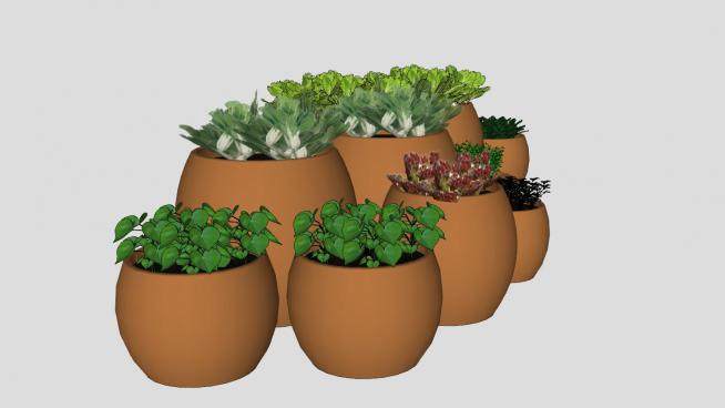 花盆盆栽中的白菜及其它植物SU模型下载_sketchup草图大师SKP模型