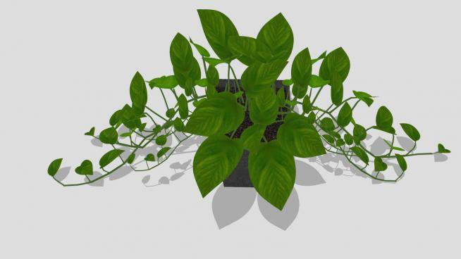 盆栽植物吊兰绿色植物模型下载_sketchup草图大师SKP模型