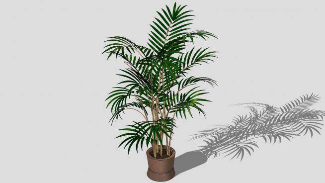 盆栽观赏棕榈树绿色植物SU模型下载_sketchup草图大师SKP模型