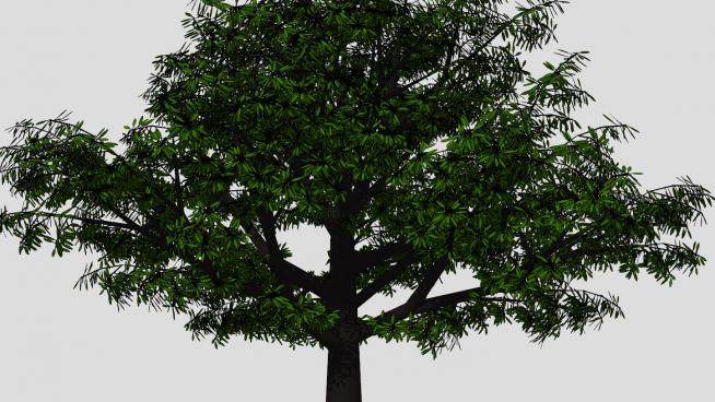 3D精美大芒果树绿化植物SU模型下载_sketchup草图大师SKP模型