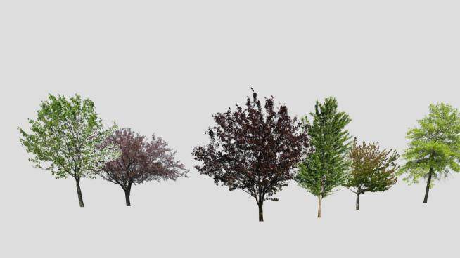 2D植物树SU模型下载_sketchup草图大师SKP模型