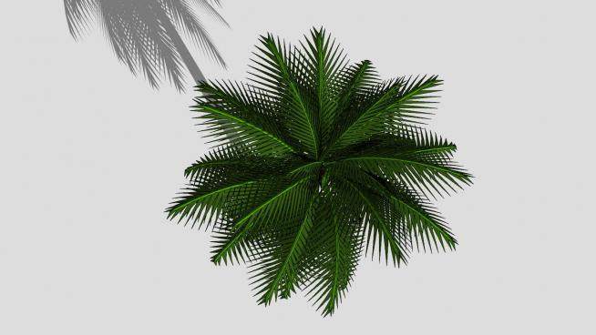 椰子树植物SU模型下载_sketchup草图大师SKP模型