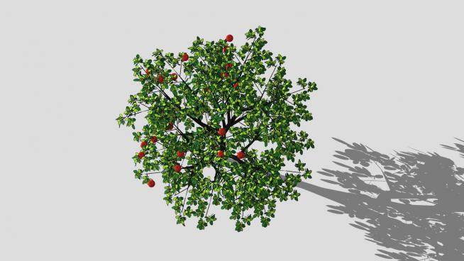 精美圣诞苹果树SU模型下载_sketchup草图大师SKP模型