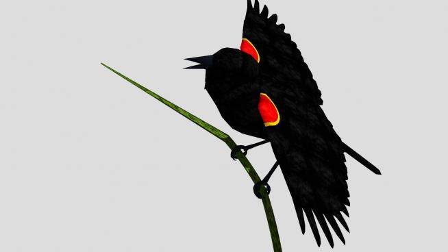鸟类动物红翅黑鹂SU模型下载_sketchup草图大师SKP模型