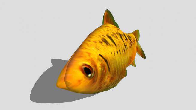 3D水生动物纹理鱼SU模型下载_sketchup草图大师SKP模型