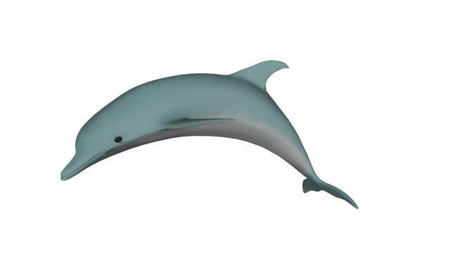 跳跃的海豚SU模型下载_sketchup草图大师SKP模型