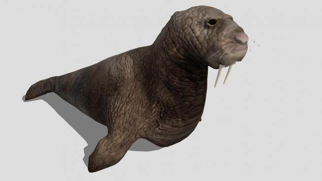 哺乳纲动物海象SU模型下载_sketchup草图大师SKP模型