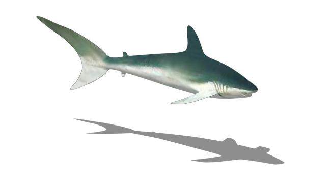 鲨总目动物鲨鱼SU模型下载_sketchup草图大师SKP模型