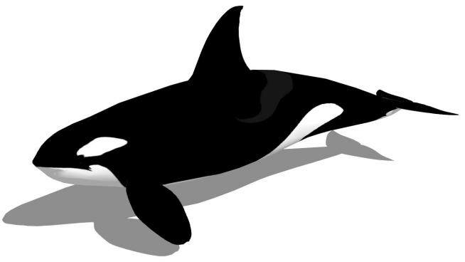哺乳纲动物虎鲸SU模型下载_sketchup草图大师SKP模型