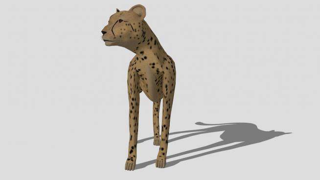 哺乳纲动物猎豹SU模型下载_sketchup草图大师SKP模型