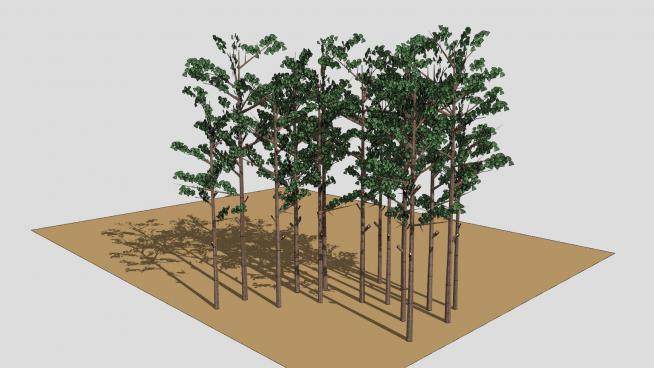 沙地植物黄松树SU模型下载_sketchup草图大师SKP模型