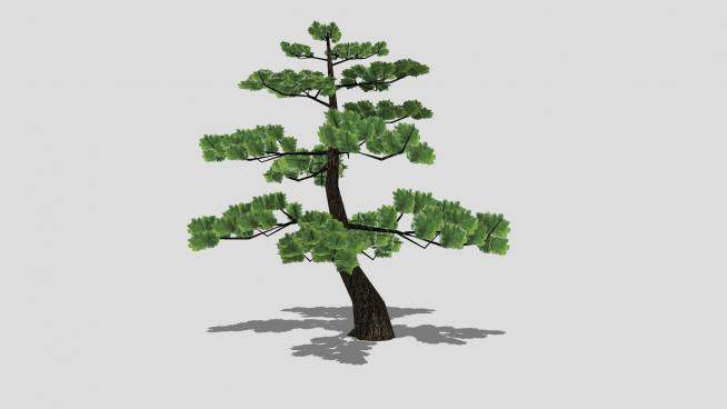 乔木植物日本黑松SU模型下载_sketchup草图大师SKP模型