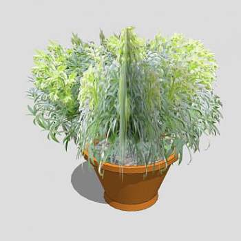 种植盆栽植物SU模型下载_sketchup草图大师SKP模型