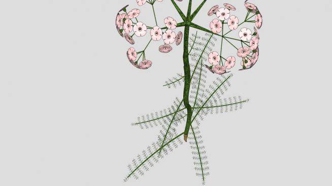 菊科植物蓍草SU模型下载_sketchup草图大师SKP模型