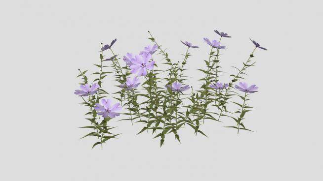 紫色花荵科草本植物SU模型下载_sketchup草图大师SKP模型