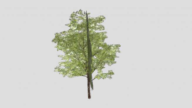 常绿树木植物SU模型下载_sketchup草图大师SKP模型