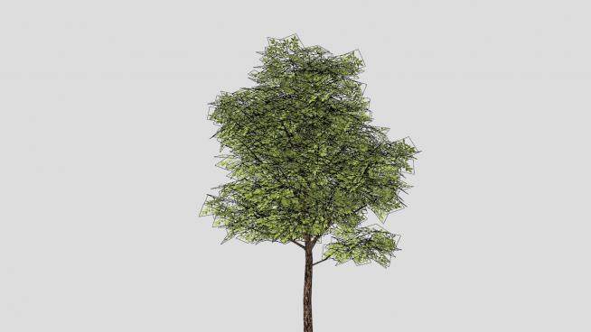 常绿树乔木植物SU模型下载_sketchup草图大师SKP模型