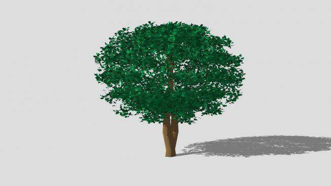 常绿乔木分叉树SU模型下载_sketchup草图大师SKP模型