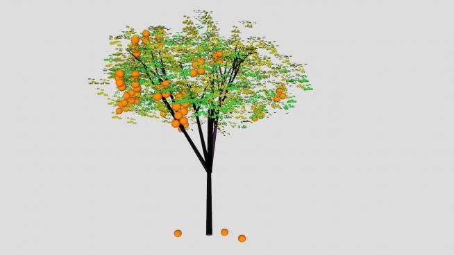 柑橘类果树植物SU模型下载_sketchup草图大师SKP模型