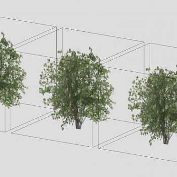 灌木植物山梅花SU模型下载_sketchup草图大师SKP模型