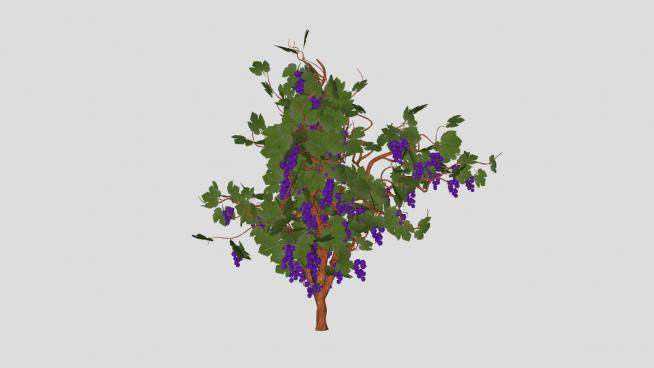紫葡萄藤树植物SU模型下载_sketchup草图大师SKP模型