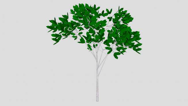 单子叶植物树木SU模型下载_sketchup草图大师SKP模型