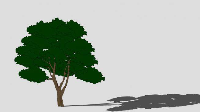 栎属植物物种SU模型下载_sketchup草图大师SKP模型