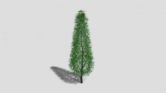 被子植物常绿针叶树SU模型下载_sketchup草图大师SKP模型