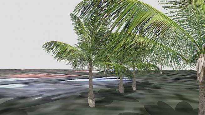 棕榈科植物椰子树SU模型下载_sketchup草图大师SKP模型