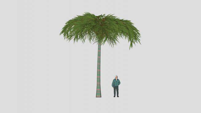 棕榈科椰属椰子树SU模型下载_sketchup草图大师SKP模型