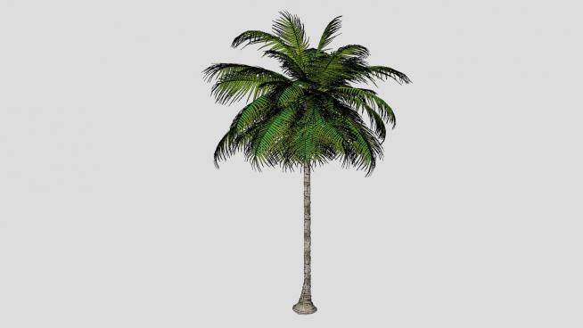 热带棕榈科椰子树SU模型下载_sketchup草图大师SKP模型