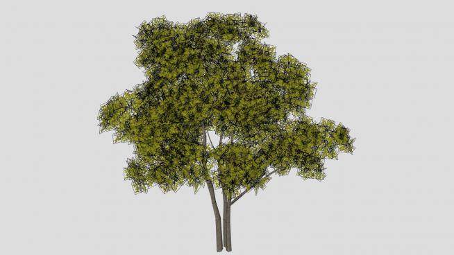 多树干常绿乔木SU模型下载_sketchup草图大师SKP模型