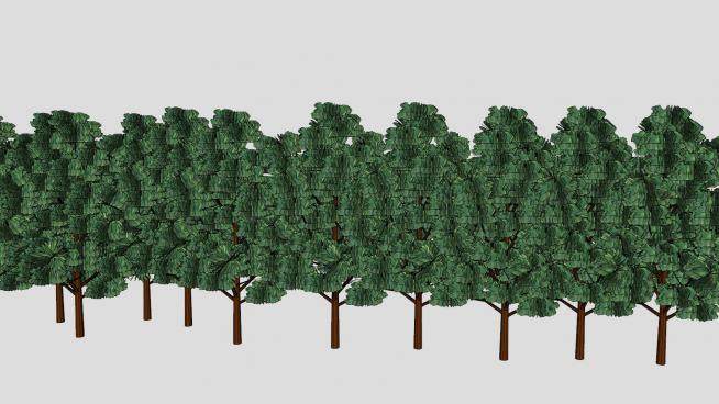 一排阔叶树常绿树SU模型下载_sketchup草图大师SKP模型