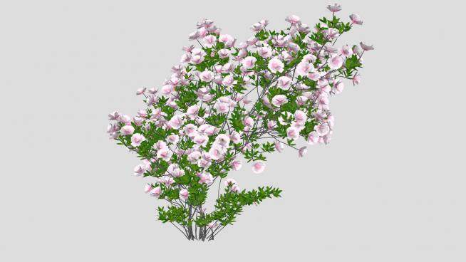 开花的灌木植物SU模型下载_sketchup草图大师SKP模型