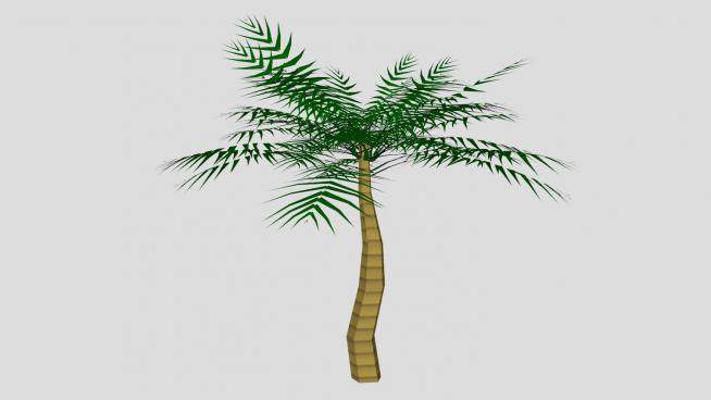 椰属椰子树SU模型下载_sketchup草图大师SKP模型