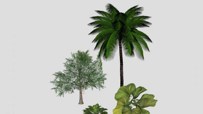 常绿灌木乔木植物SU模型下载_sketchup草图大师SKP模型