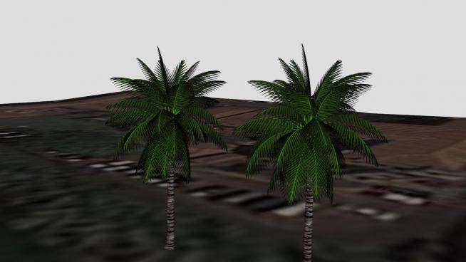 海边椰子树SU模型下载_sketchup草图大师SKP模型
