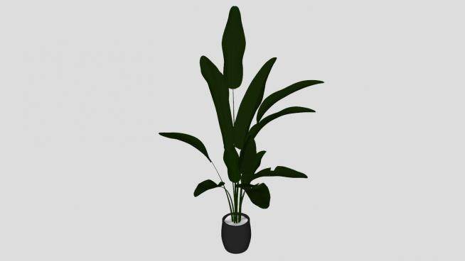 观赏盆栽单子叶植物SU模型下载_sketchup草图大师SKP模型