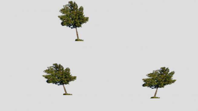 三棵乔木树木SU模型下载_sketchup草图大师SKP模型
