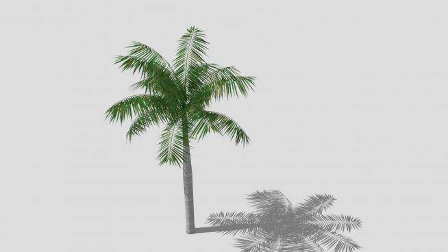 棕榈科椰子树SU模型下载_sketchup草图大师SKP模型