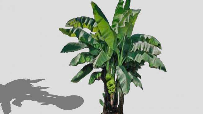 单子叶植物香蕉树SU模型下载_sketchup草图大师SKP模型