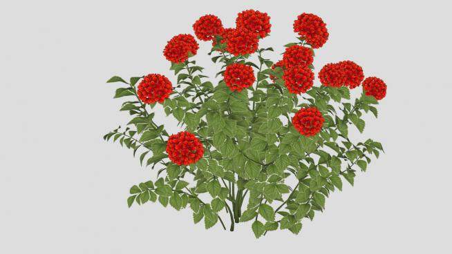 红色花卉花本植物SU模型下载_sketchup草图大师SKP模型
