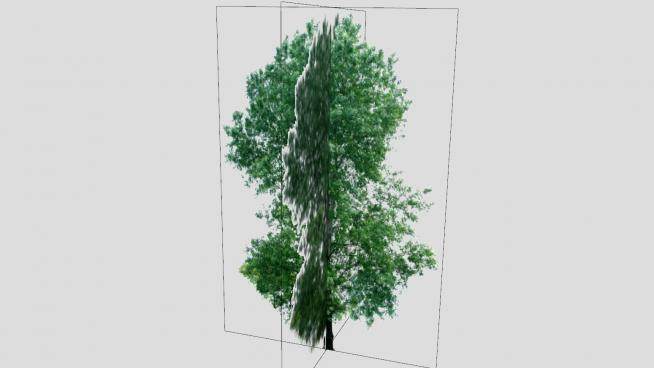 大橡树植物SU模型下载_sketchup草图大师SKP模型