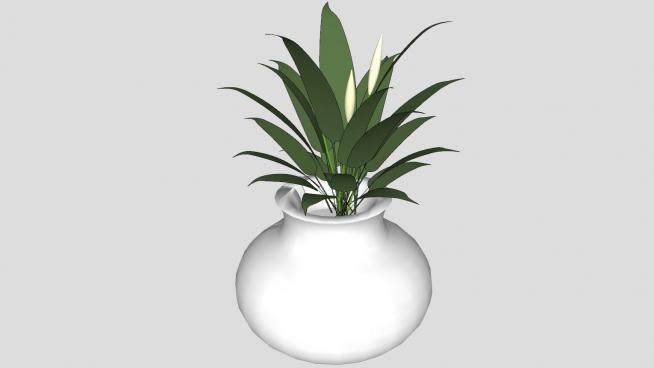 白色瓷瓶中的观赏植物SU模型下载_sketchup草图大师SKP模型
