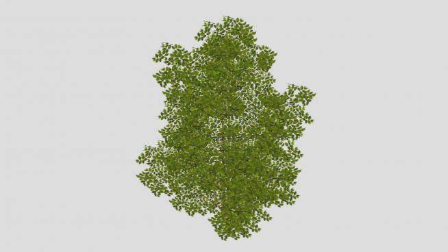 景观绿叶灌木植物SU模型下载_sketchup草图大师SKP模型