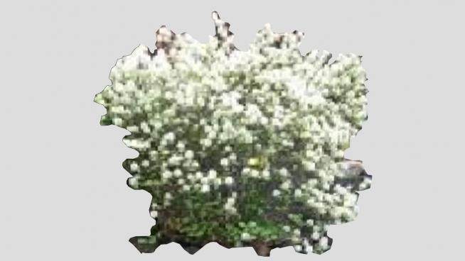 2D直立灌木植物SU模型下载_sketchup草图大师SKP模型